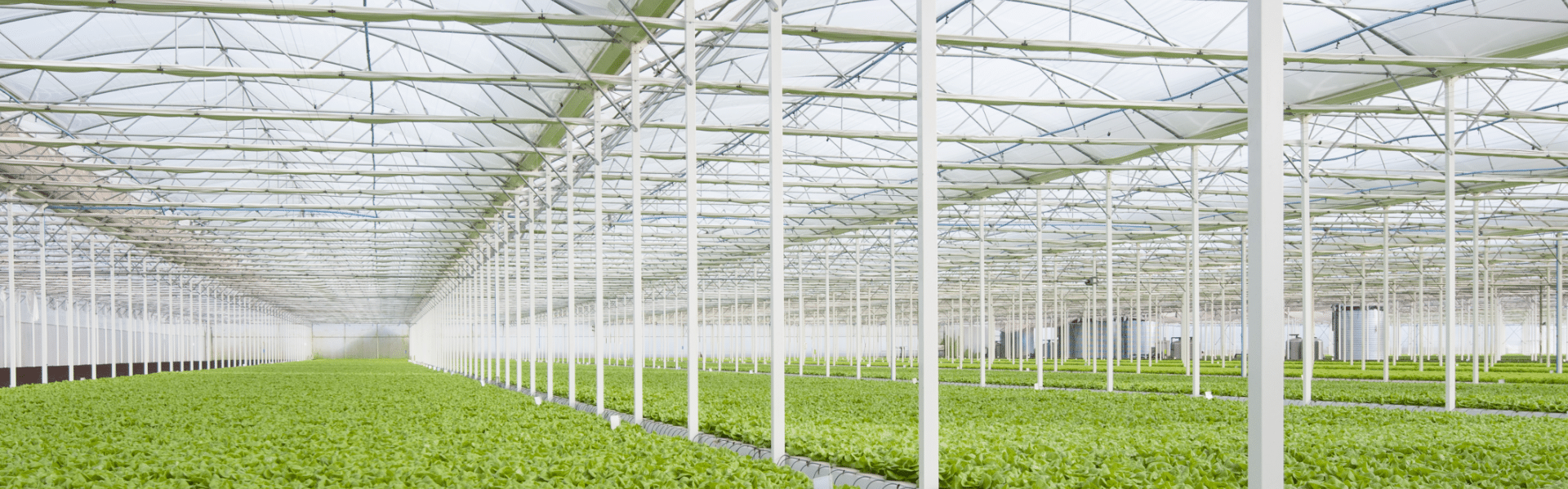 plants growing greenhouse
